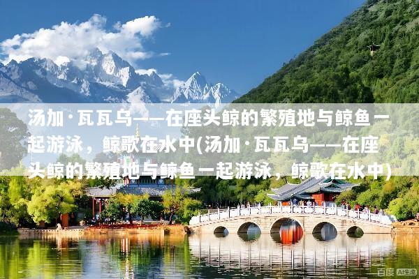 汤加·瓦瓦乌——在座头鲸的繁殖地与鲸鱼一起游泳，鲸歌在水中(汤加·瓦瓦乌——在座头鲸的繁殖地与鲸鱼一起游泳，鲸歌在水中)