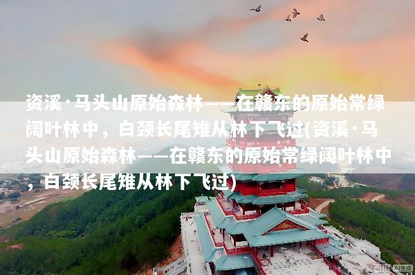 资溪·马头山原始森林——在赣东的原始常绿阔叶林中，白颈长尾雉从林下飞过(资溪·马头山原始森林——在赣东的原始常绿阔叶林中，白颈长尾雉从林下飞过)